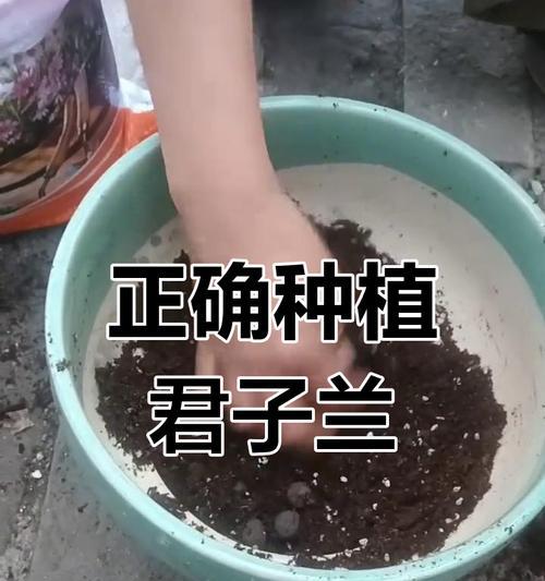 四季君子兰新买回来的种植方法是什么？