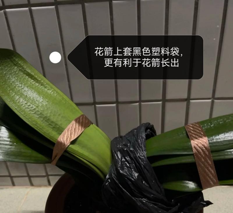 四季君子兰新买回来的种植方法是什么？