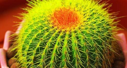 仙人球小熊掌的正确养护技巧有哪些？