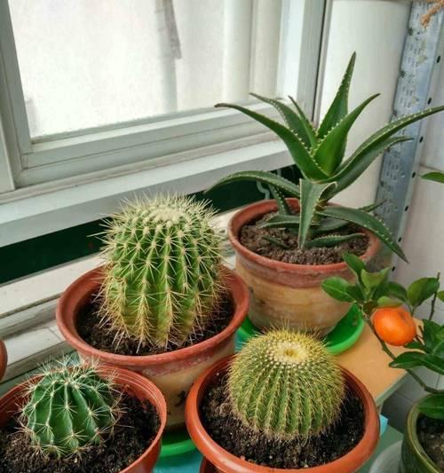 新手如何养开花仙人球？有哪些注意事项？