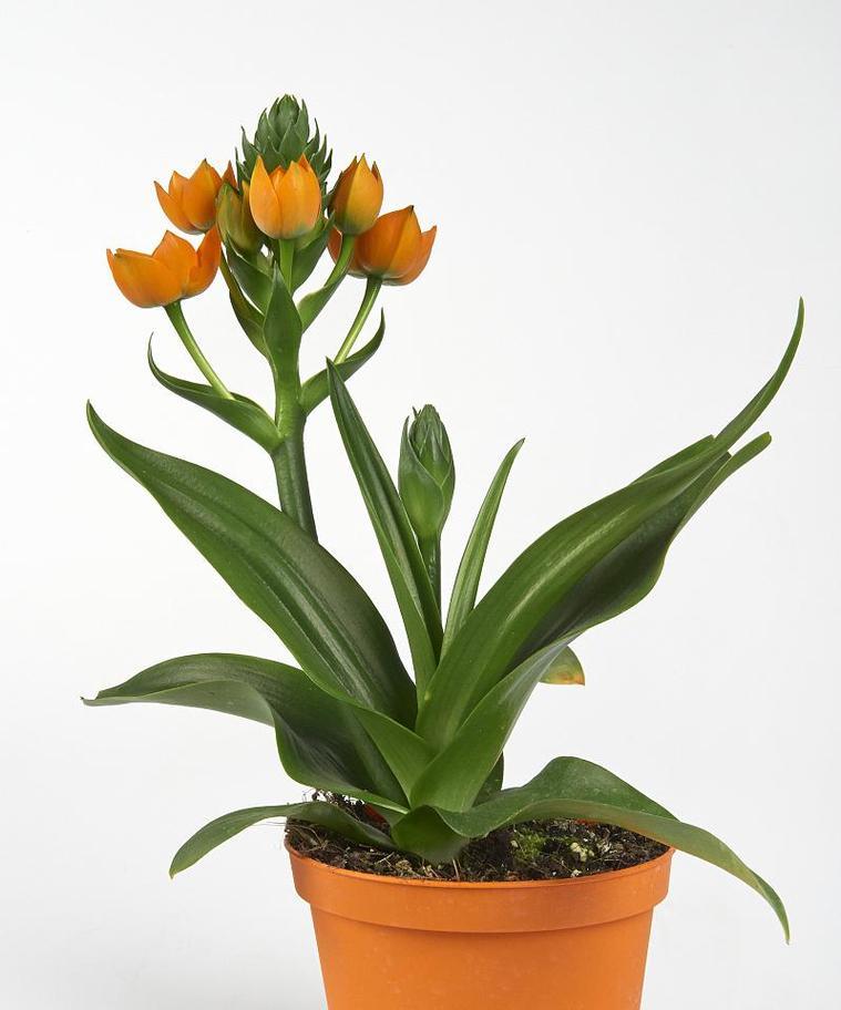 植物盆栽君子兰的养护和浇水技巧是什么？