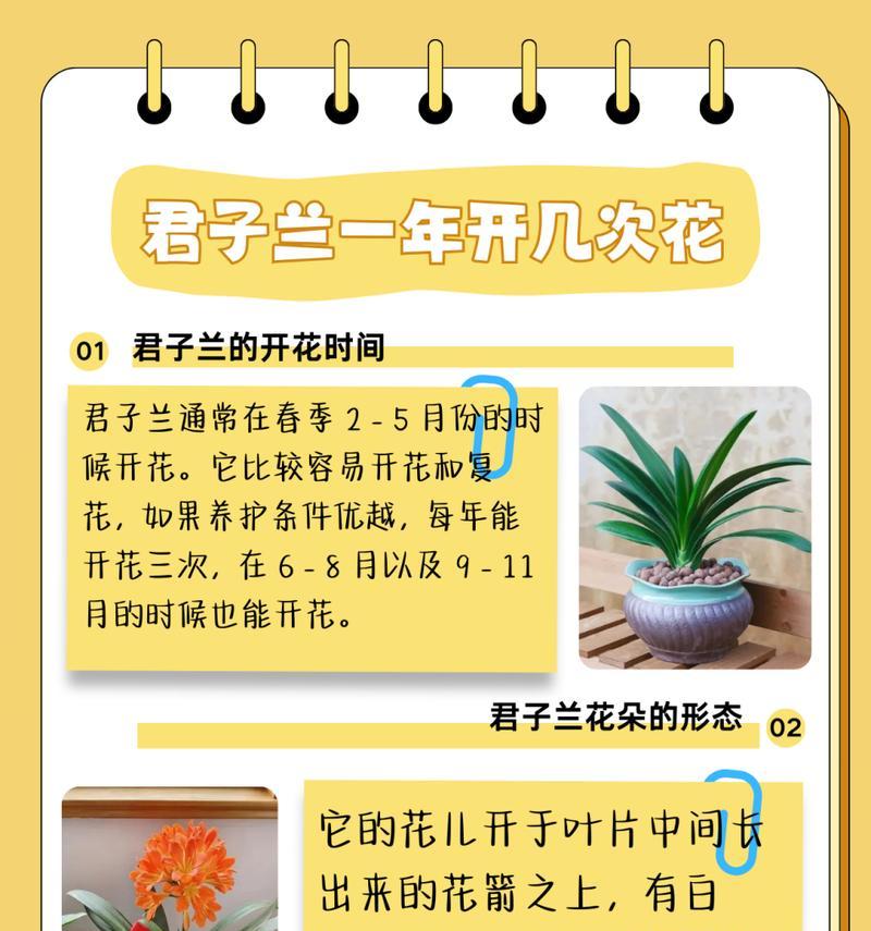 植物盆栽君子兰的养护和浇水技巧是什么？