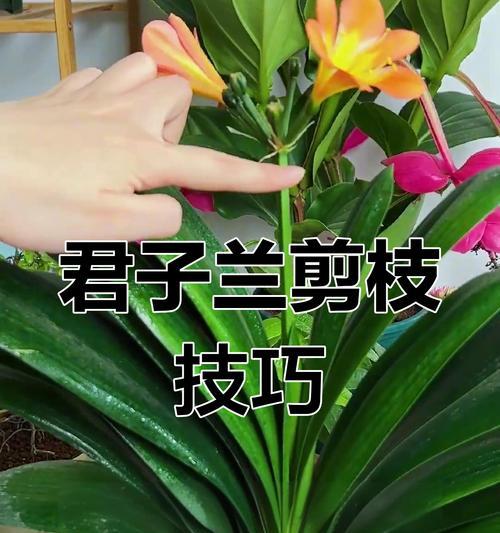 植物盆栽君子兰的养护和浇水技巧是什么？