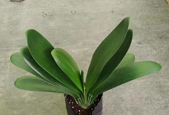 君子兰侧芽是否需要掰掉？正确的修剪方法是什么？