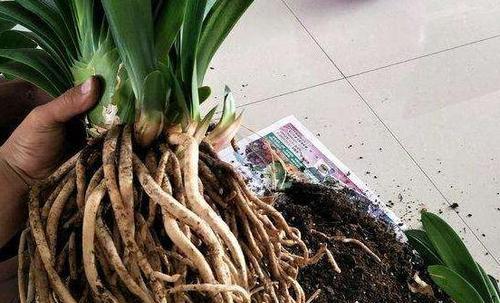 君子兰侧芽是否需要掰掉？正确的修剪方法是什么？