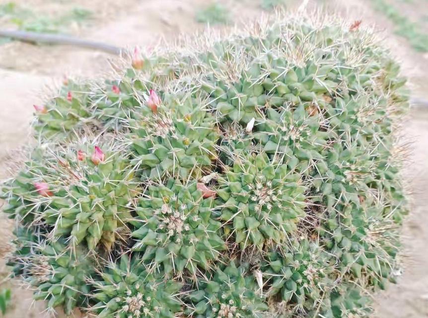 长爆盆仙人掌的养殖技巧是什么？如何促进爆盆？