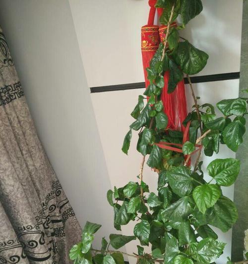高牡丹花中间叶子发黄怎么办？如何处理？