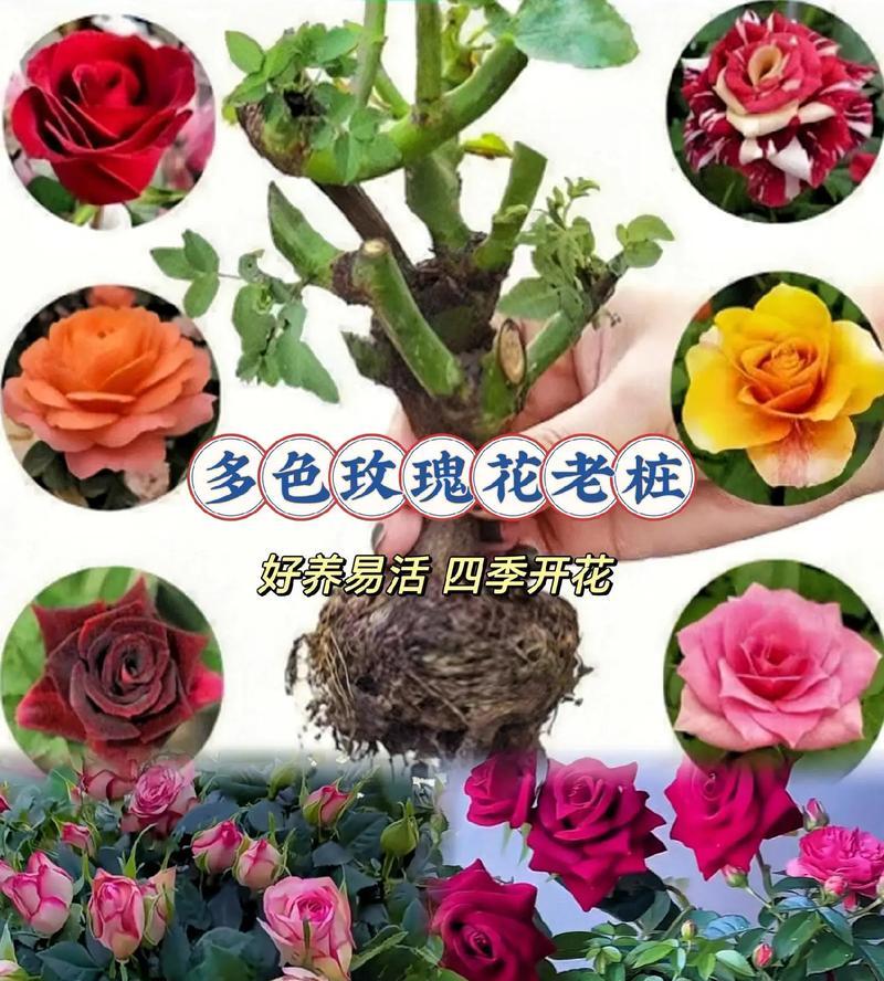 家庭种植玫瑰花的养护技巧有哪些？