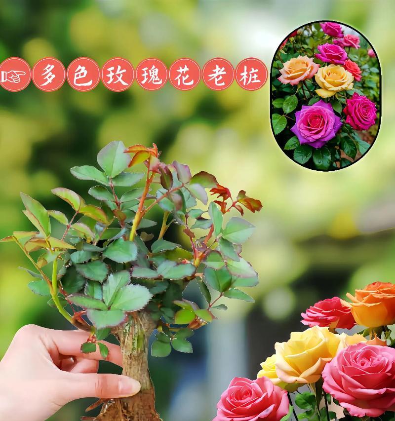 家庭种植玫瑰花的养护技巧有哪些？