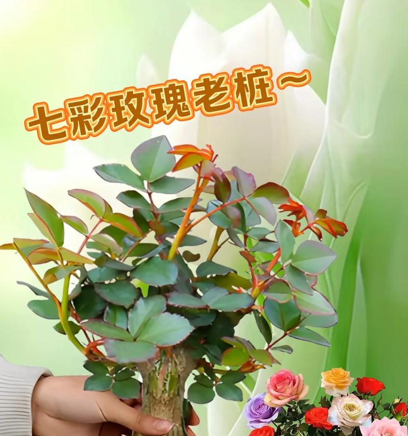 家庭种植玫瑰花的养护技巧有哪些？