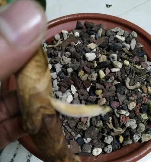 沙石土适合养君子兰吗？如何正确使用沙石土？