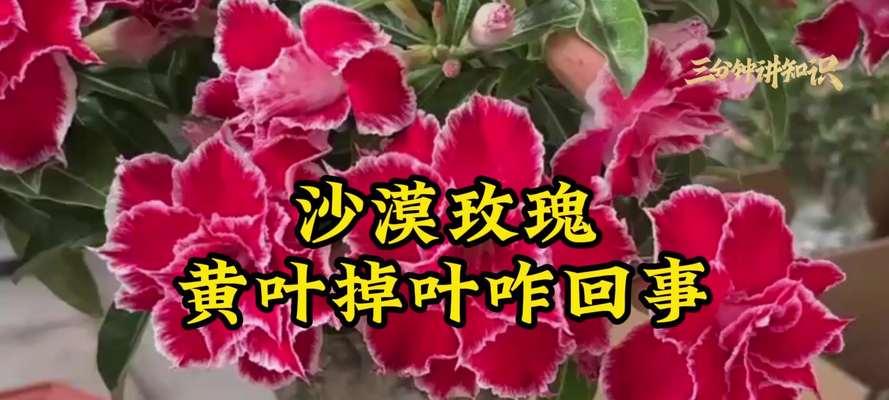 玫瑰花急掉叶子的原因是什么?
