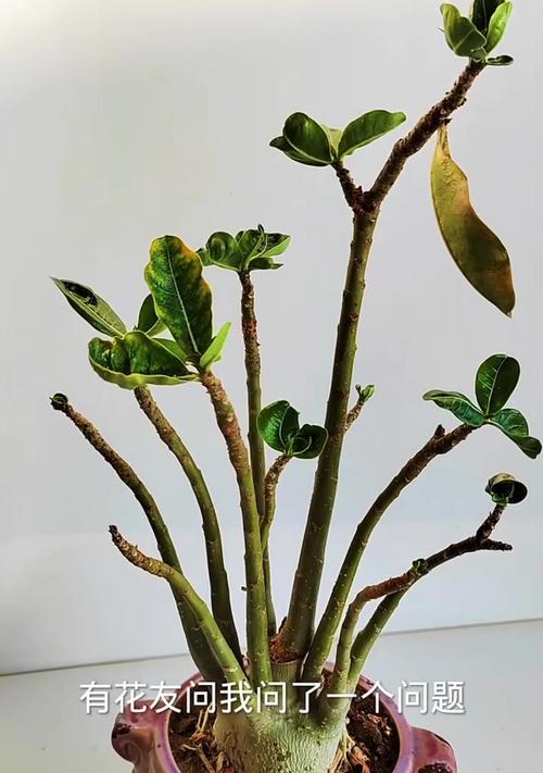 玫瑰花急掉叶子的原因是什么？