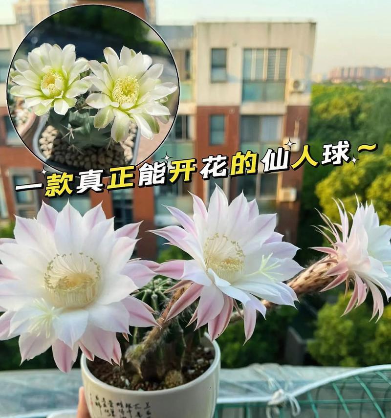 绯花玉仙人球不开花的原因是什么？