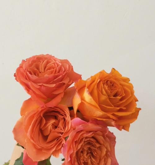 橘色玫瑰花扣子属于哪种玫瑰品种？