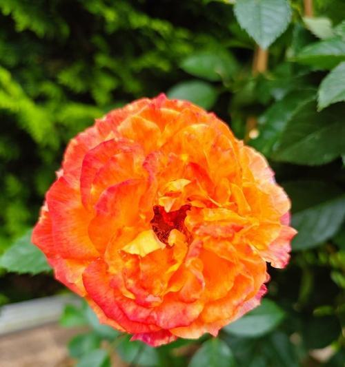橘色玫瑰花扣子属于哪种玫瑰品种？