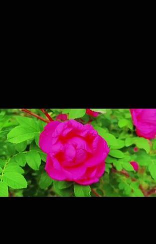 紫花玫瑰的养殖方法是什么？如何保持紫花玫瑰的鲜艳色泽？