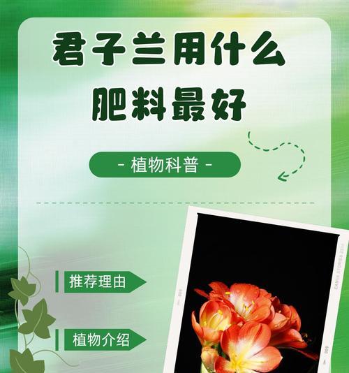 君子兰群兰如何促进多开花？