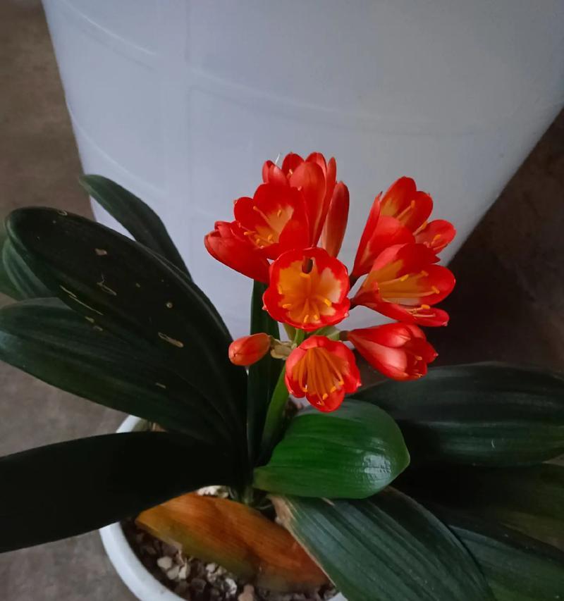 君子兰群兰如何促进多开花？