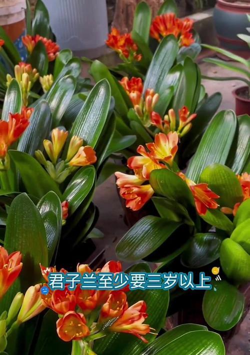 君子兰群兰如何促进多开花？