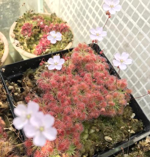 冬茅草的花语是什么呢？冬茅草象征着什么？