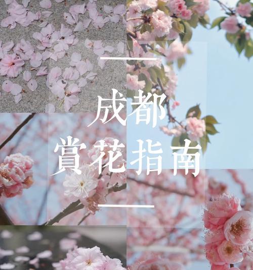 花语转身即逝的爱表达了怎样的情感？