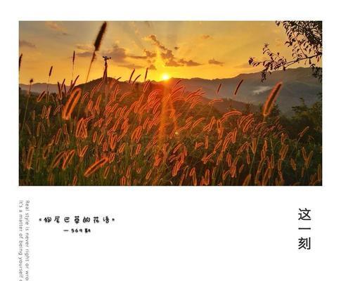 花语转身即逝的爱表达了怎样的情感？