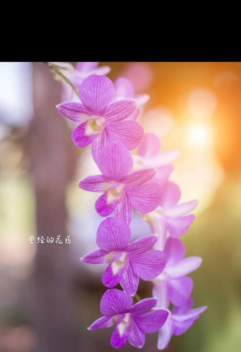 蓝桉花的花语是什么意思？它代表了哪些情感？