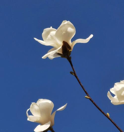 玉兰花的花语寓意是什么？玉兰花的颜色代表了什么？