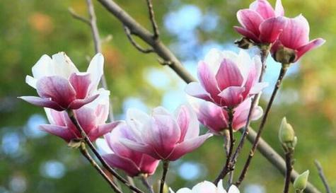 玉兰花的花语寓意是什么？玉兰花的颜色代表了什么？