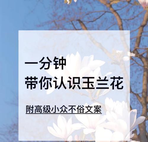 玉兰花的花语寓意是什么？玉兰花的颜色代表了什么？