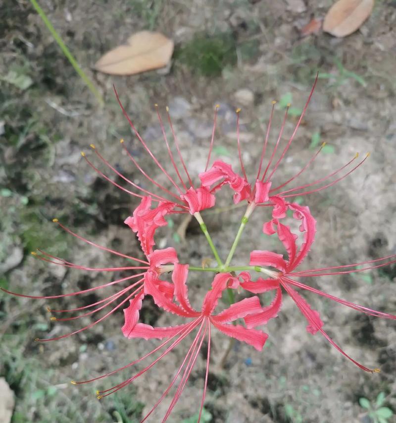 哪种花卉的花语象征生命延续？如何选择这样的花？