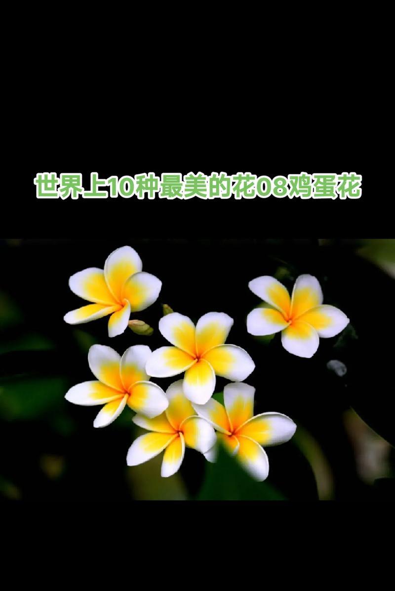 哪种花卉的花语象征生命延续？如何选择这样的花？