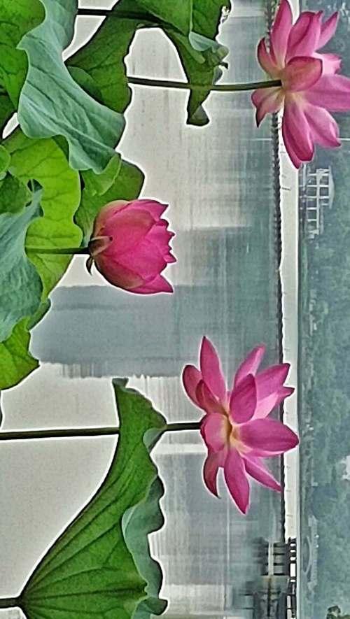 夏荷的花语有何含义？夏荷代表什么？