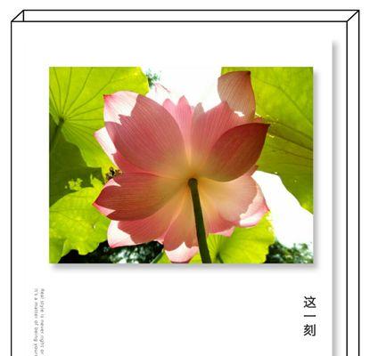 夏荷的花语有何含义？夏荷代表什么？