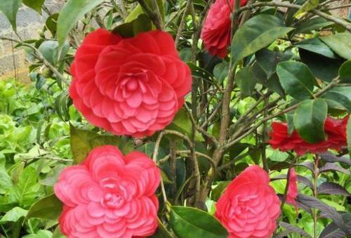 赤丹茶花的花语是什么？赤丹茶花代表什么？