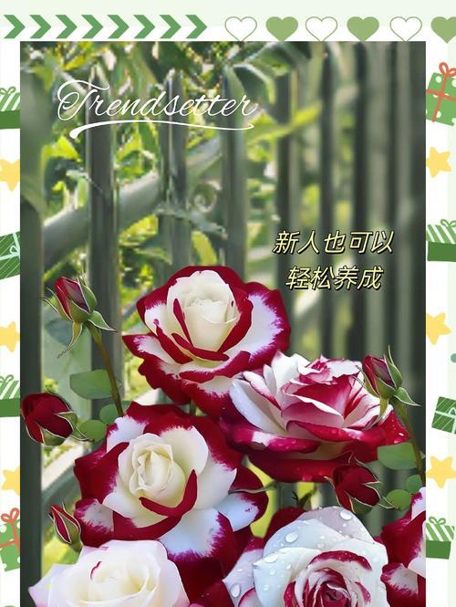 搬运提纳里的花语是什么？双生花有花语有什么寓意？
