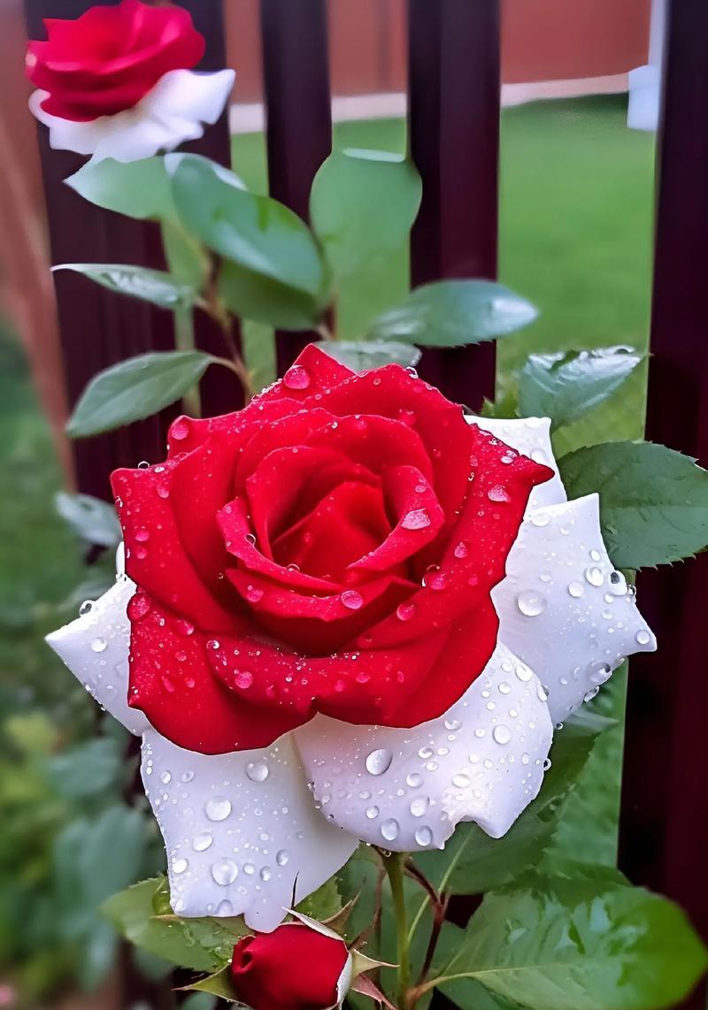 搬运提纳里的花语是什么？双生花有花语有什么寓意？