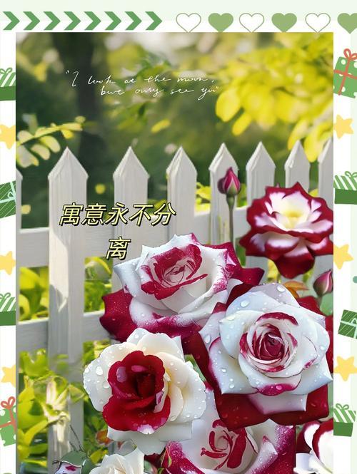 搬运提纳里的花语是什么？双生花有花语有什么寓意？