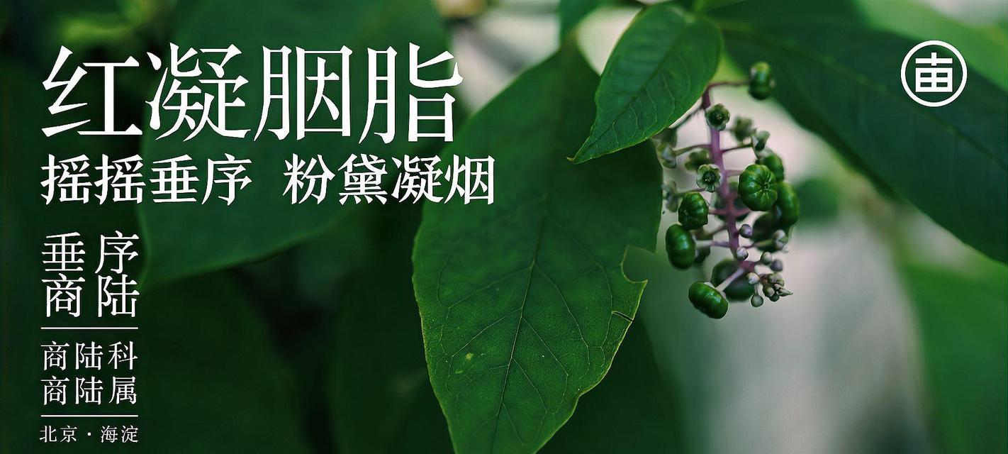 商陆花语象征意义有哪些？