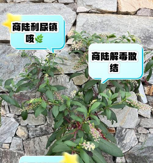 商陆花语象征意义有哪些？
