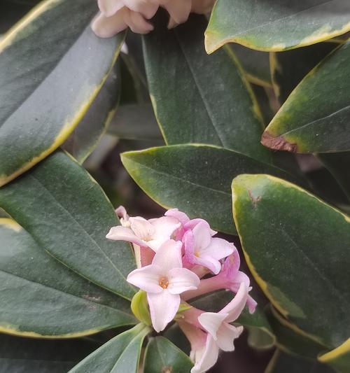 瑞花的花语有哪些特别之处？