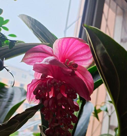 瑞花的花语有哪些特别之处？