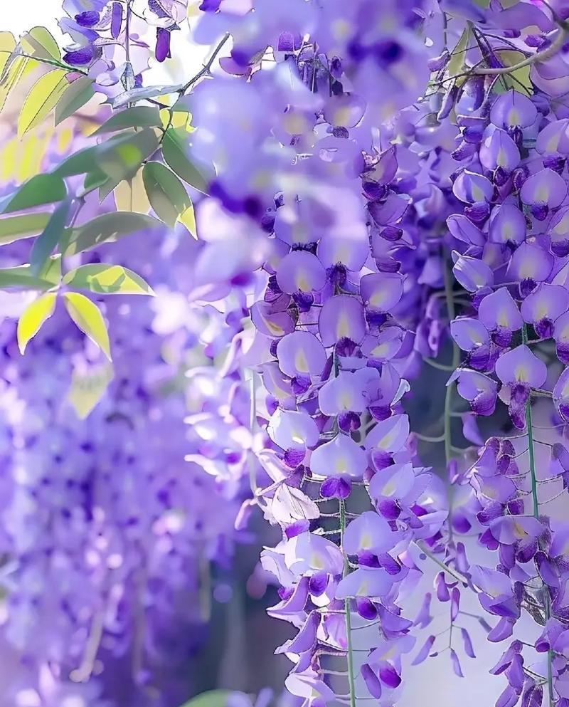 紫菀花的花语和寓意有何特别之处？