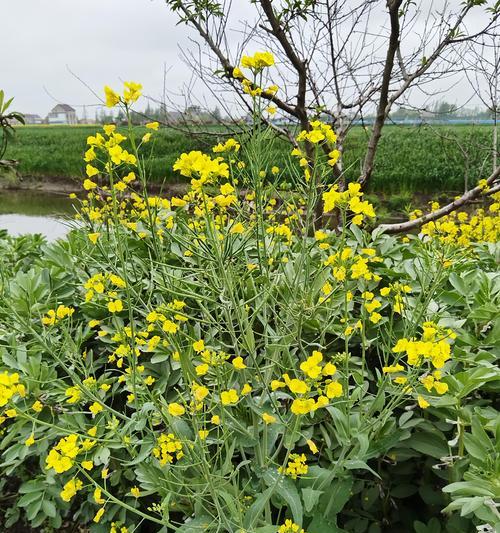 油菜花为何能代表特别的喜欢？