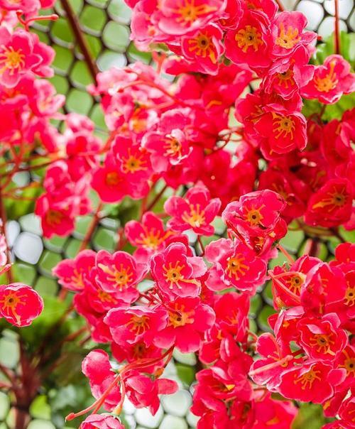 葵子花象征着什么？