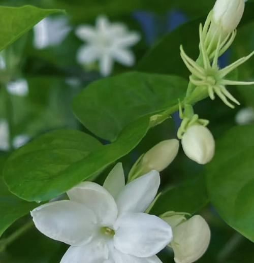 茉莉花的花香花语有何含义？它通常用来表达什么？