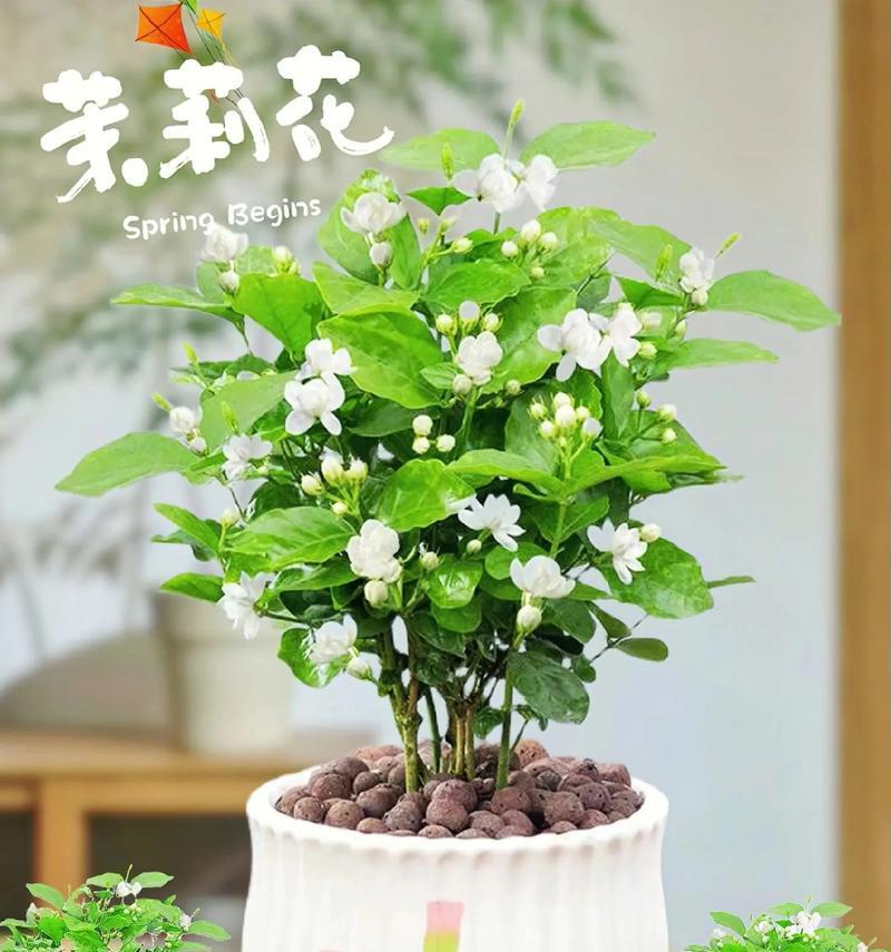 茉莉花的花香花语有何含义？它通常用来表达什么？