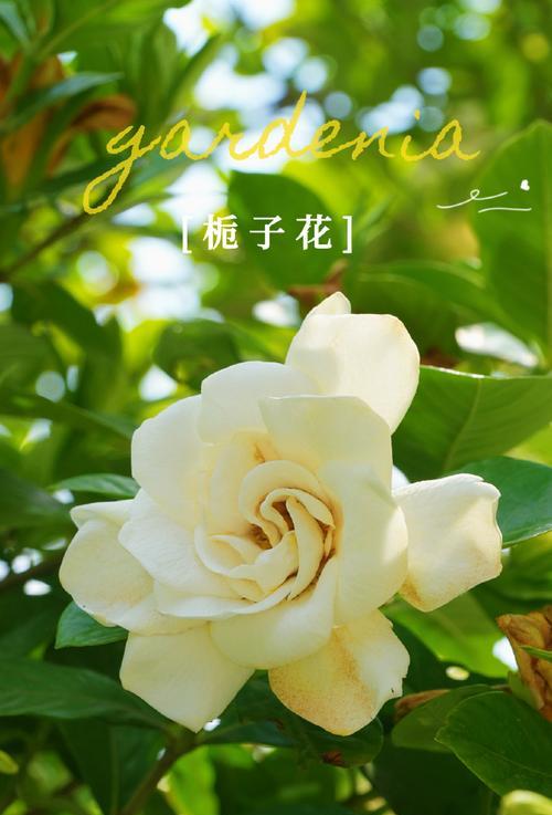 学校的绿植花语是什么？学校的绿植代表什么意义？