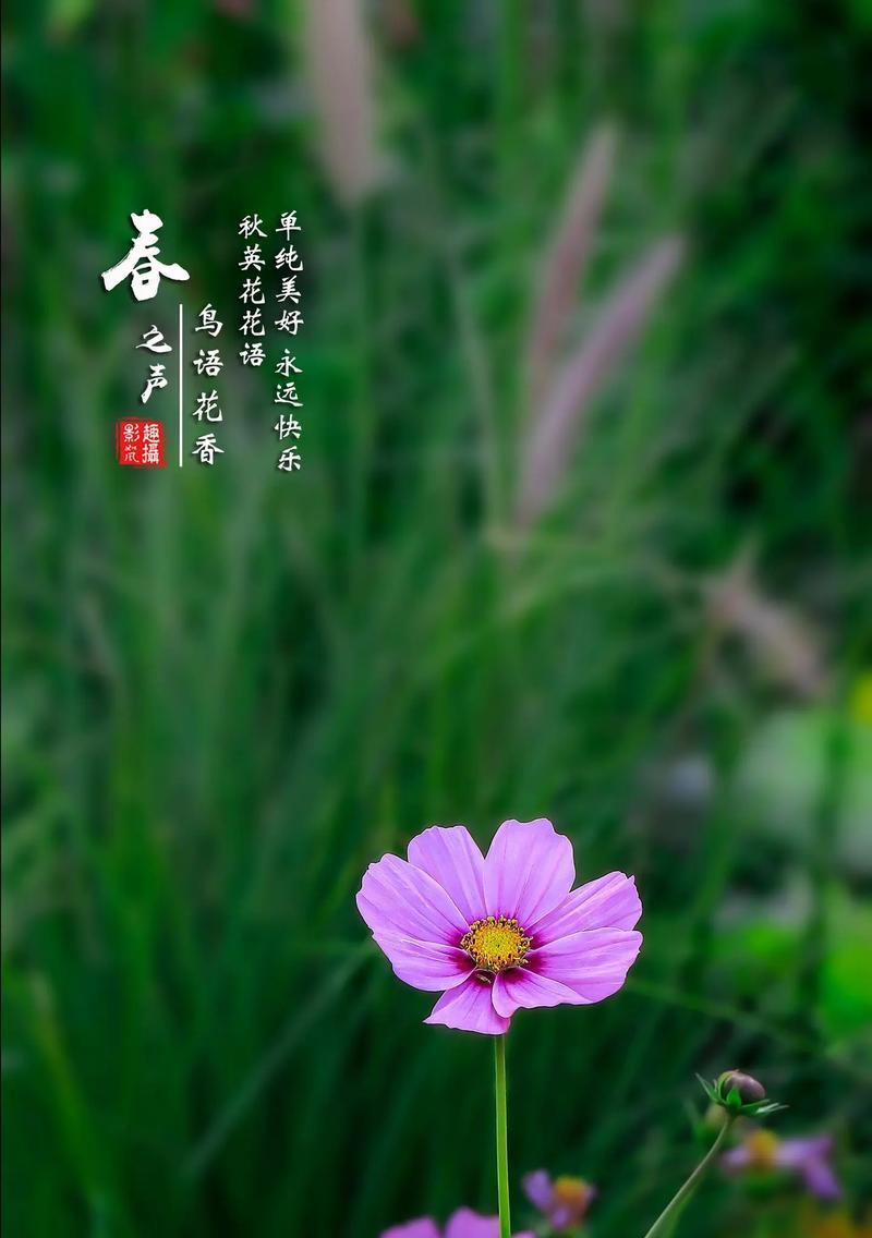哪种花的花语代表了珍惜与感恩？